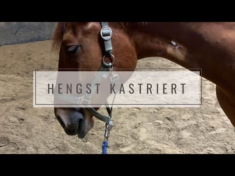 My stallion was castrated 😶⎜My experience