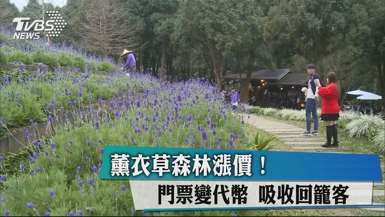 薰衣草森林漲價!門票變代幣 吸收回籠客