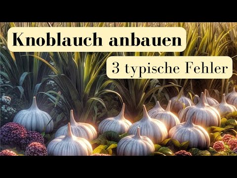 , title : '3 typische Fehler, beim Anbau von Knoblauch!'
