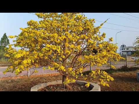 Mai Vàng Bông Chùm Nở Rộ Tết 2022 _ 0888.395.395