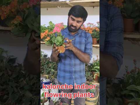 , title : 'kalonche indoor flowering plant's #shorts'