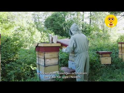 Biodlare Niklas Nyström, Lugnets Bigårdar,  berättar om nyslungad, flytande honung.