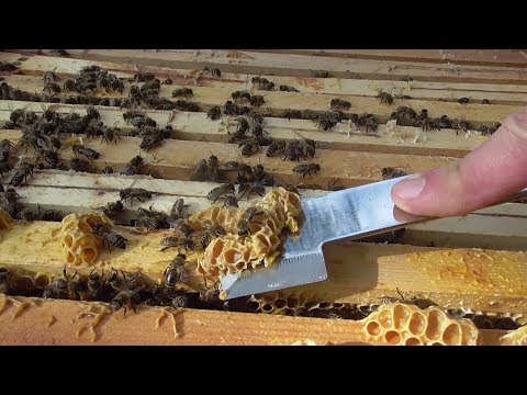 , title : 'První včelaření - výměna rámků, krmení včel + vychytávka'