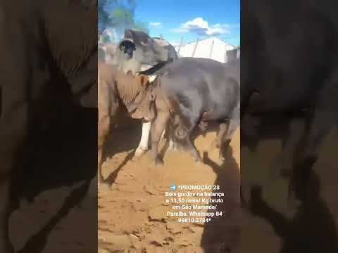 28 Bois gordos na balança a 11,50 reais/ Kg bruto em São Mamede/ Paraíba. ZAP 84 99810 2784. #gado