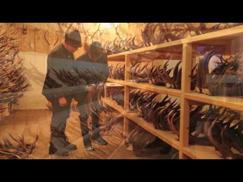 Beruf "Jäger" / Steiermark / Trofaiach / Hans-Peter Krammer