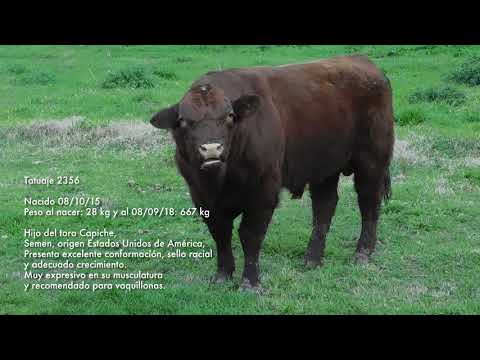 2356 Toro Shorthorn Octubre 2018