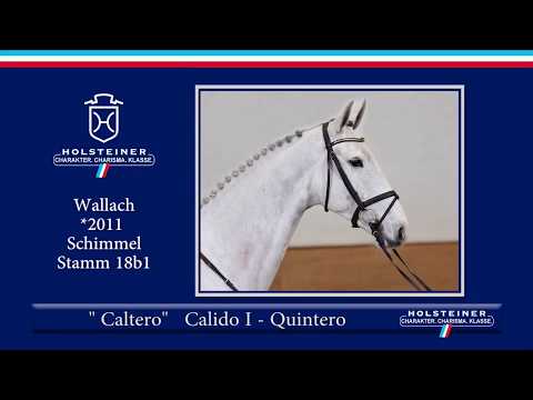 Holsteiner Frühjahrsauktion | Nr. 102 Caltero