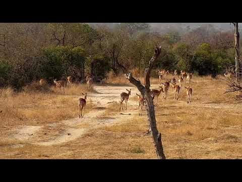Djuma: Impalas - 08:45 - 08/09/21
