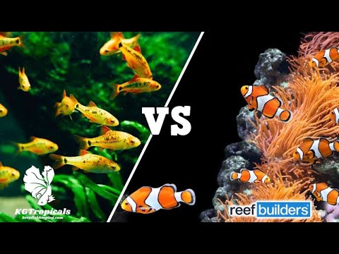 Freshwater Is BETTER Than Saltwater, Here's 10 Reasons Why