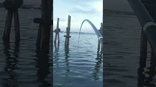 Download lagu Tegek Sampai Ditare Kedalam Air Sama Ikan ini |Rabbitfish fishing mp3