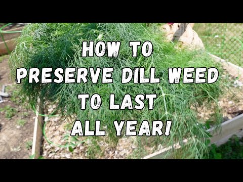 How to Preserve Dill | Freeze and Dehydrate dill!