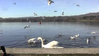 preview picture of video 'Feeding Birds on Lake Windemere, Ambleside, Cumbria, England - 11th March, 2014'