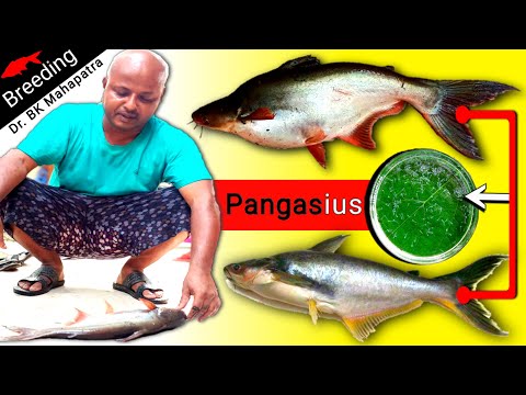 pangasius féreg