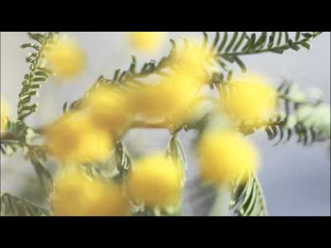 A. Vivaldi: RV 113 / Concerto for strings & b.c. in C major / Budapest Strings