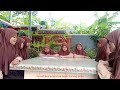 PACARAN CARA ANAK MTs Materi Diskusi Bahasa Indonesia IX MTsN 1 BREBES