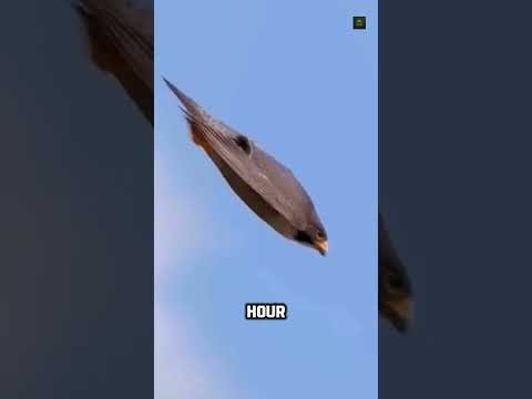 Peregrine Falcon: The Deadliest Dive at 390 km/h #peregrine