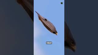 Peregrine Falcon: The Deadliest Dive at 390 km/h #peregrine