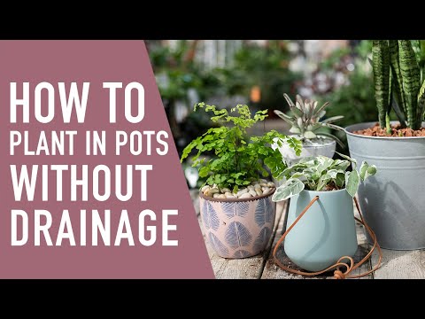 download lagu mp3 mp4 House Plants Pots Without Drainage, download lagu House Plants Pots Without Drainage gratis, unduh video klip House Plants Pots Without Drainage