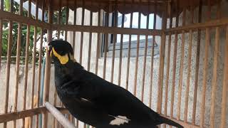 Download lagu COMMON HILL MYNA SOUNDS FOR CALLING BIRD FRIENDS mp3