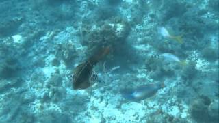 preview picture of video 'Cuttlefish Ballet at Playa Pesquero, Holguin, Cuba'