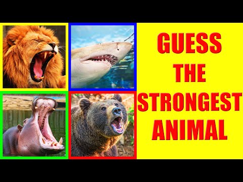Which animals have the strongest BITE FORCE? | Animal Bite Force Comparison Quiz