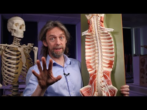 What is the sympathetic trunk? (Anatomy)