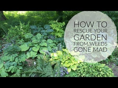 How to reclaim a weedy garden | The Impatient Gardener