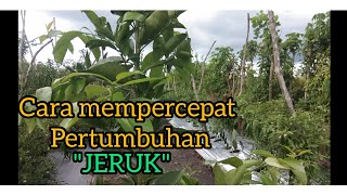 Download lagu TIPS • MEMPERCEPAT PERTUMBUHAN JERUK || dari kecil mp3