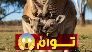 لو كنغر خلفت توأم هتشيل التاني فين؟