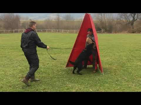 Onexx z Jukasu defence 11 months