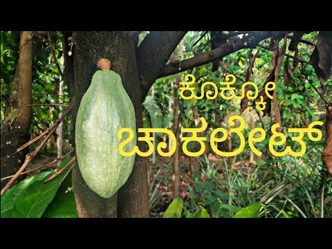 ಕೊಕ್ಕೋ ಚಾಕಲೇಟ್ | Home made chocolate | ಮನೆಯಲ್ಲಿ ಚಾಕಲೇಟ್ ಮಾಡುವ ವಿಧಾನ | Cacao Chocolate Recipe