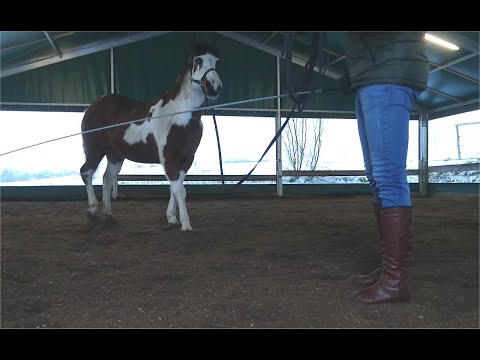Zwischen zwei Welten, Roper buckelt an der Longe