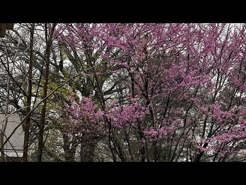 Demonstrative speech oral comm