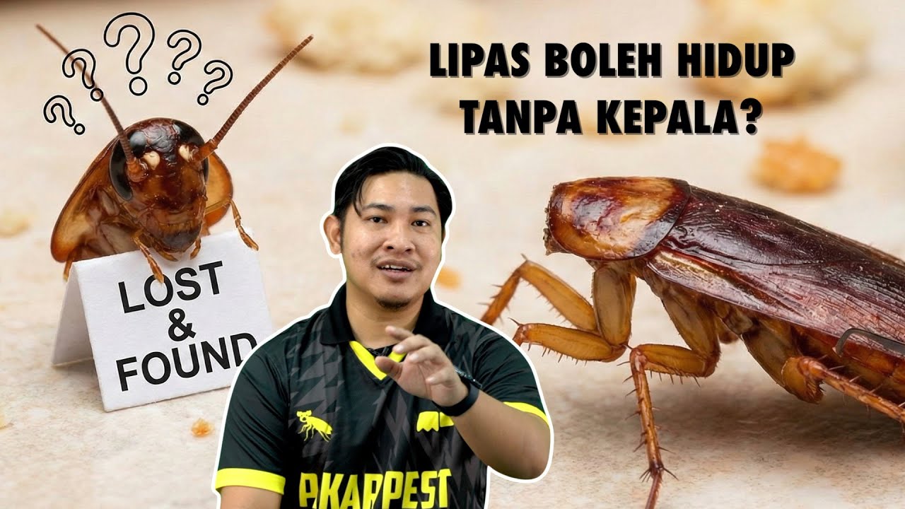 Lipas Masih Boleh Hidup Tanpa Kepala