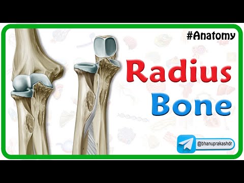 Radius Bone Anatomy Animation 🦴🦴🦴🚀🤓
