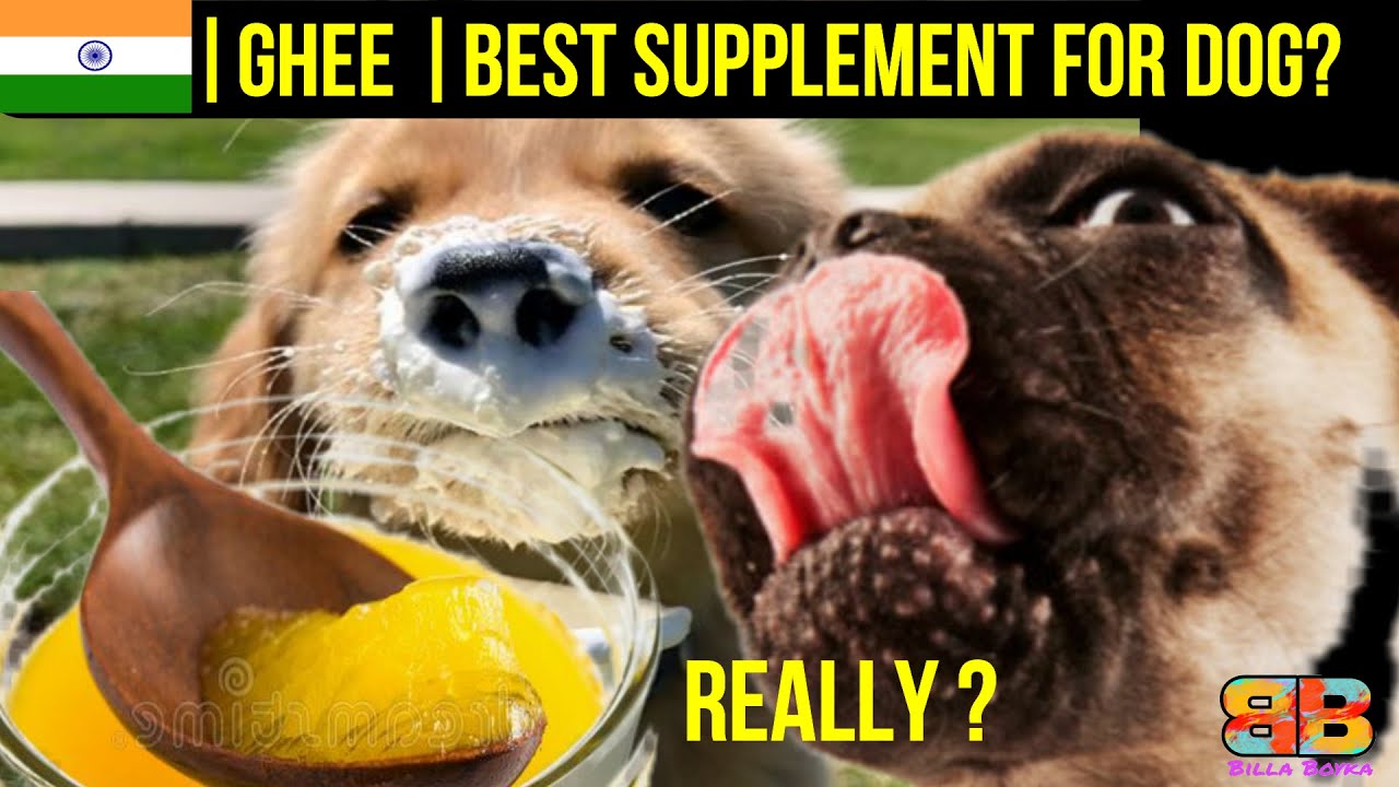 Watch video Best Supplement for your dog | Billa Boyka | Now Best Supplement for your dog | Billa Boyka |