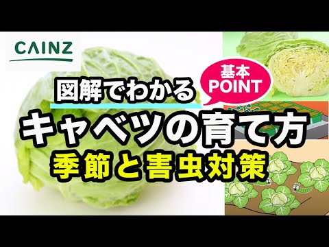 キャベツに虫がつかないようにする方法 重曹を振りかける 小麦粉 灰 木