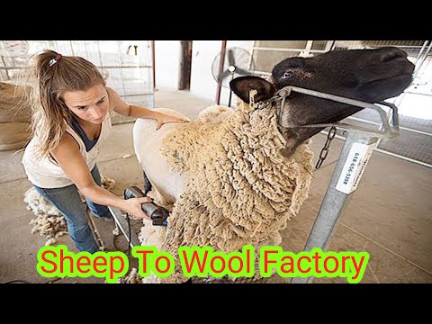 How Farmers Raise Young Sheep Effectively|wool factory