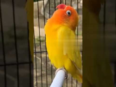 lovebirds sounds singing #lovebirds #birdsounds #birdsinging