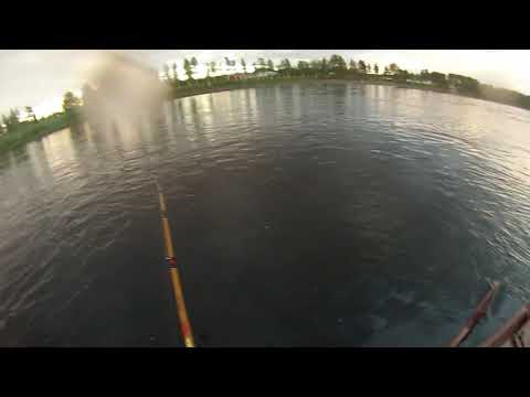 Tornionjoki Honkasuvanto 15.6.2018 Lohi 12.1kg 106cm soutaja vaapulla!