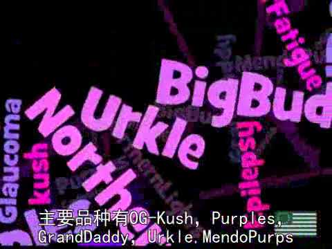 大麻科普Basics01 Sativa（傻踢蛙）和Indica（印度卡）的区别1