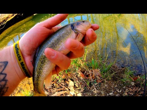LEARN When To Catch MASSIVE Creek Chubs! The best BAIT! #fishing #roughfish #livebait_fishing #howto