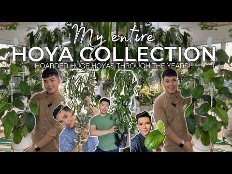 MY ENTIRE HOYA COLLECTION | Hoarding Huge Hoyas!🌿