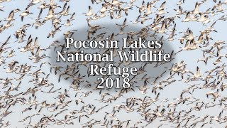 preview picture of video 'Pocosin Lakes National Wildlife Refuge 2018'
