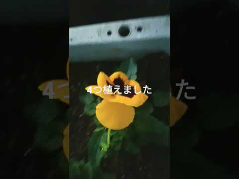 パンジーを植える: 5 つの創造的なアイデア 植物