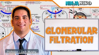 Glomerular Filtration