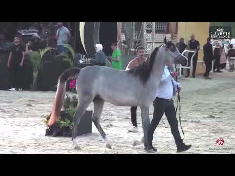 N 38 NADEERA RABAB   The Elite Egyptian AHC 2024   Fillies 2 Years Old Section A Class 2A