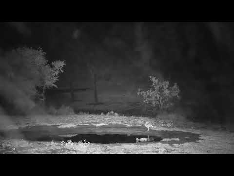 Djuma: Sights and sounds during the rain - 03:20 - 11/21/21
