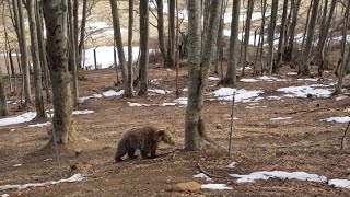 Skandalöse Tötungen von Braunbären in Griechenland