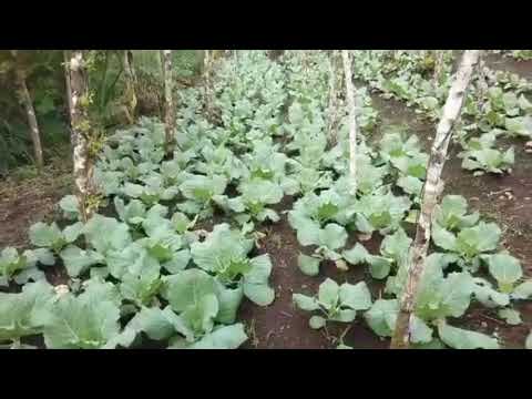 , title : 'Farming cabbage||Michael Trend Vlogs'